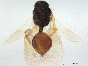  ( - BIOUG64976-C11)  @11 [ ] CreativeCommons - Attribution (2022) CBG Photography Group Centre for Biodiversity Genomics