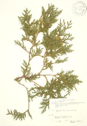  ( - JAG 0006)  @11 [ ] Copyright (2009) Steven Newmaster University of Guelph BIO Herbarium