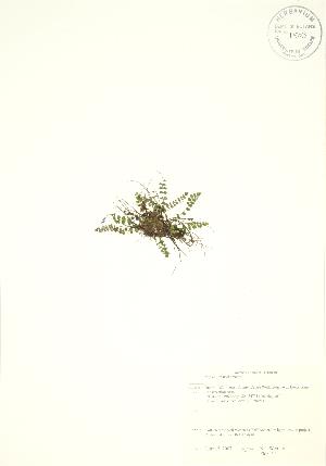  ( - Elora 3T)  @11 [ ] Copyright (2009) Steven Newmaster University of Guelph BIO Herbarium