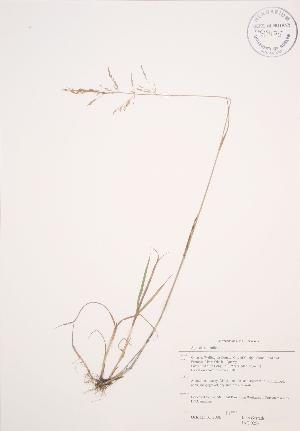  ( - JAG 0257)  @11 [ ] Copyright (2009) Steven Newmaster University of Guelph BIO Herbarium