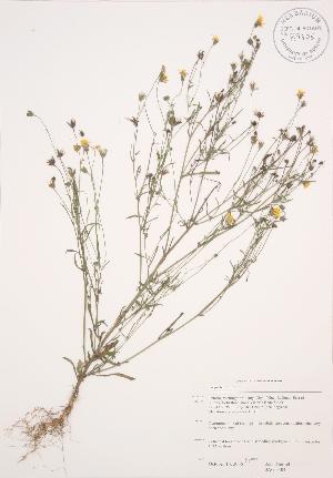  ( - JAG 0304)  @11 [ ] Copyright (2009) Steven Newmaster University of Guelph BIO Herbarium
