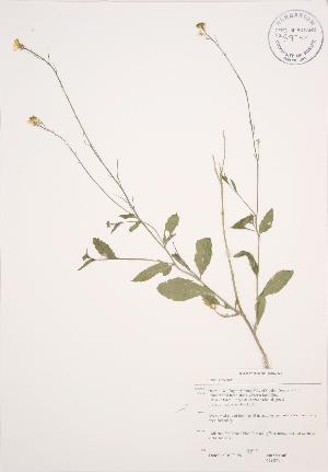  ( - JAG 0292)  @11 [ ] Copyright (2009) Steven Newmaster University of Guelph BIO Herbarium