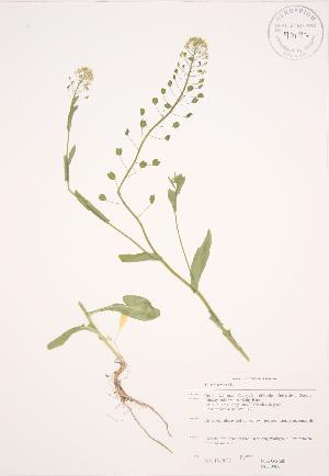  ( - JAG 0460)  @11 [ ] Copyright (2009) Steven Newmaster University of Guelph BIO Herbarium