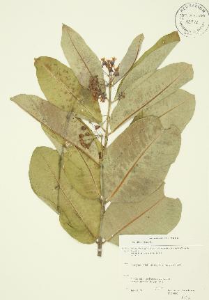  ( - JAG 0002)  @11 [ ] Copyright (2009) Steven Newmaster University of Guelph BIO Herbarium