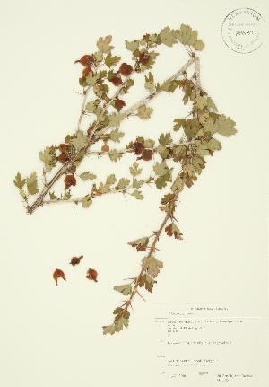  (Ribes oxycanthoides - JAG 0005)  @11 [ ] Copyright (2009) Steven Newmaster University of Guelph BIO Herbarium