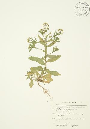  ( - JAG 0122)  @11 [ ] Copyright (2009) Steven Newmaster University of Guelph BIO Herbarium