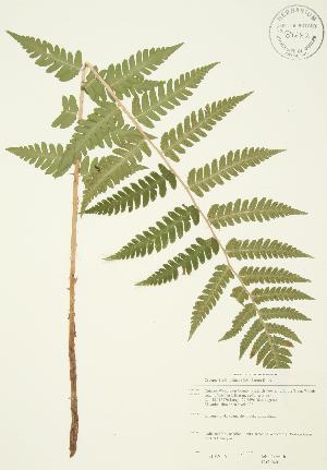  ( - JAG 0401)  @13 [ ] Copyright (2009) Steven Newmaster University of Guelph BIO Herbarium