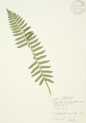  ( - JAG 0405)  @11 [ ] Copyright (2009) Steven Newmaster University of Guelph BIO Herbarium