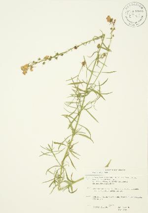  ( - JAG 0259)  @11 [ ] Copyright (2009) Steven Newmaster University of Guelph BIO Herbarium