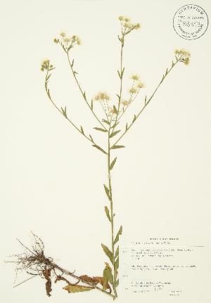  ( - JAG 0273)  @11 [ ] Copyright (2009) Steven Newmaster University of Guelph BIO Herbarium