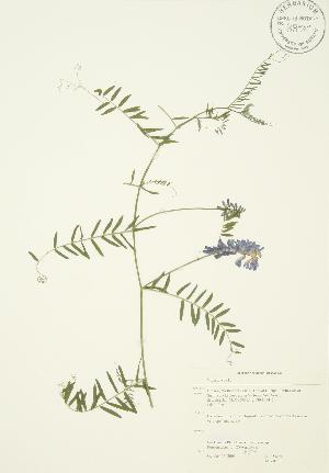 ( - JAG 0289)  @11 [ ] Copyright (2009) Steven Newmaster University of Guelph BIO Herbarium