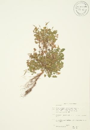  ( - JAG 0298)  @11 [ ] Copyright (2009) Steven Newmaster University of Guelph BIO Herbarium