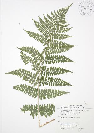  (Dryopteris intermedia - JAG 0305)  @14 [ ] Copyright (2009) Steven Newmaster University of Guelph BIO Herbarium