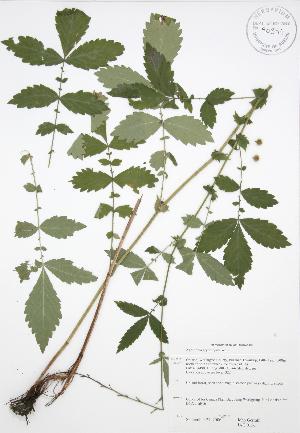  ( - JAG 0156)  @11 [ ] Copyright (2009) Steven Newmaster University of Guelph BIO Herbarium