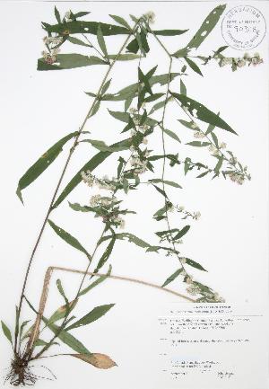  ( - JAG 0157)  @11 [ ] Copyright (2009) Steven Newmaster University of Guelph BIO Herbarium