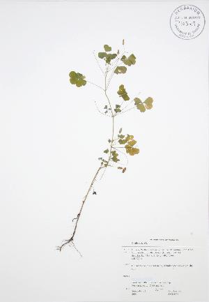  ( - JAG 0160)  @11 [ ] Copyright (2009) Steven Newmaster University of Guelph BIO Herbarium