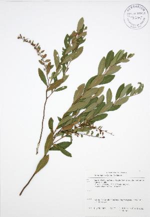  (Chamaedaphne - NTW 161)  @11 [ ] Copyright (2009) Steven Newmaster University of Guelph BIO Herbarium