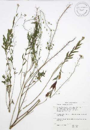  (Camelina microcarpa - JAG 0296)  @11 [ ] Copyright (2009) Steven Newmaster University of Guelph BIO Herbarium