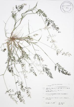  ( - JAG 0138)  @11 [ ] Copyright (2009) Steven Newmaster University of Guelph BIO Herbarium