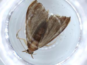  ( - BIOUG56428-A01)  @11 [ ] CreativeCommons - Attribution (2020) Centre for Biodiversity Genomics Centre for Biodiversity Genomics