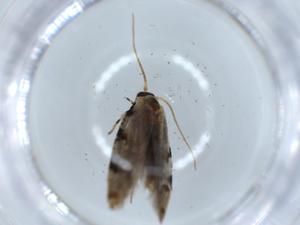  ( - BIOUG54430-E06)  @11 [ ] CreativeCommons - Attribution (2020) Centre for Biodiversity Genomics Centre for Biodiversity Genomics