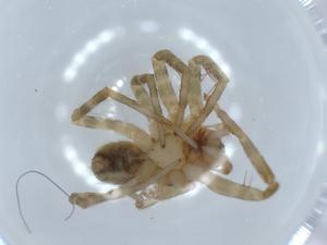  ( - BIOUG55664-E11)  @11 [ ] CreativeCommons - Attribution (2020) Centre for Biodiversity Genomics Centre for Biodiversity Genomics