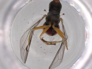  ( - BIOUG59489-H11)  @11 [ ] CreativeCommons - Attribution (2020) Centre for Biodiversity Genomics Centre for Biodiversity Genomics