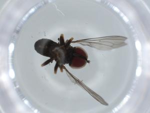  ( - BIOUG62511-G02)  @11 [ ] CreativeCommons - Attribution (2020) Centre for Biodiversity Genomics Centre for Biodiversity Genomics