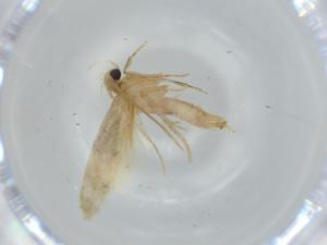  ( - BIOUG62558-G05)  @11 [ ] CreativeCommons - Attribution (2020) Centre for Biodiversity Genomics Centre for Biodiversity Genomics