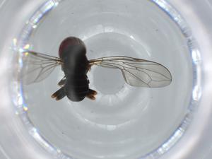  ( - BIOUG61341-B06)  @11 [ ] CreativeCommons - Attribution (2020) Centre for Biodiversity Genomics Centre for Biodiversity Genomics