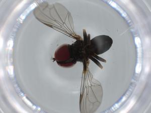  ( - BIOUG61367-B05)  @11 [ ] CreativeCommons - Attribution (2020) Centre for Biodiversity Genomics Centre for Biodiversity Genomics