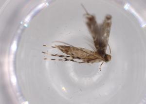  ( - BIOUG61368-F07)  @11 [ ] CreativeCommons - Attribution (2020) Centre for Biodiversity Genomics Centre for Biodiversity Genomics