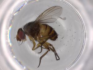 (Ceromya Janzen1277 - BIOUG62183-A06)  @11 [ ] CreativeCommons - Attribution (2020) Centre for Biodiversity Genomics Centre for Biodiversity Genomics