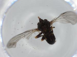  ( - BIOUG59440-G11)  @11 [ ] CreativeCommons - Attribution (2020) Centre for Biodiversity Genomics Centre for Biodiversity Genomics