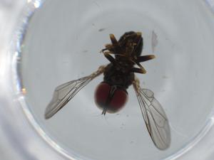  ( - BIOUG59452-B12)  @11 [ ] CreativeCommons - Attribution (2020) Centre for Biodiversity Genomics Centre for Biodiversity Genomics