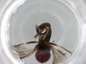  (Elmohardyia circulus - BIOUG59457-A05)  @11 [ ] CreativeCommons - Attribution (2020) Centre for Biodiversity Genomics Centre for Biodiversity Genomics