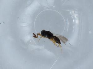  ( - BIOUG62122-H10)  @11 [ ] CreativeCommons - Attribution (2020) Centre for Biodiversity Genomics Centre for Biodiversity Genomics