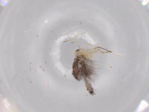  ( - BIOUG62117-C07)  @11 [ ] CreativeCommons - Attribution (2020) Centre for Biodiversity Genomics Centre for Biodiversity Genomics