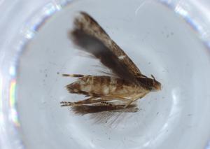  ( - BIOUG59477-C04)  @11 [ ] CreativeCommons - Attribution (2020) Centre for Biodiversity Genomics Centre for Biodiversity Genomics