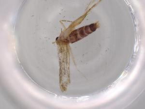  ( - BIOUG62914-H01)  @11 [ ] CreativeCommons - Attribution (2020) Centre for Biodiversity Genomics Centre for Biodiversity Genomics