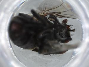  ( - BIOUG62915-B12)  @11 [ ] CreativeCommons - Attribution (2020) Centre for Biodiversity Genomics Centre for Biodiversity Genomics