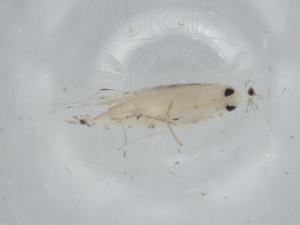  ( - BIOUG62924-E12)  @11 [ ] CreativeCommons - Attribution (2020) Centre for Biodiversity Genomics Centre for Biodiversity Genomics