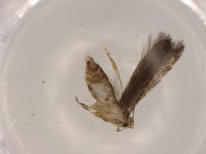  ( - BIOUG62930-G08)  @11 [ ] CreativeCommons - Attribution (2020) Centre for Biodiversity Genomics Centre for Biodiversity Genomics