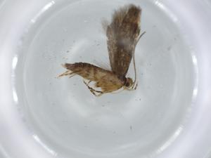  ( - BIOUG62793-G06)  @11 [ ] CreativeCommons - Attribution (2021) Centre for Biodiversity Genomics Centre for Biodiversity Genomics