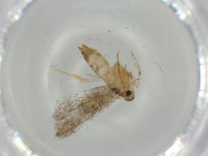  ( - BIOUG62976-C04)  @11 [ ] CreativeCommons - Attribution (2020) Centre for Biodiversity Genomics Centre for Biodiversity Genomics