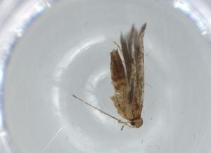  ( - BIOUG62982-F12)  @11 [ ] CreativeCommons - Attribution (2020) Centre for Biodiversity Genomics Centre for Biodiversity Genomics