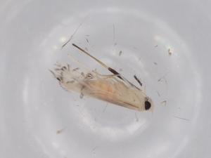  ( - BIOUG62826-D10)  @11 [ ] CreativeCommons - Attribution (2020) Centre for Biodiversity Genomics Centre for Biodiversity Genomics