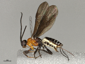  ( - BIOUG62702-A01)  @11 [ ] CreativeCommons - Attribution Share-Alike (2024) CBG Photography Group Centre for Biodiversity Genomics