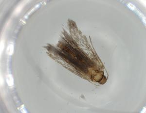  ( - BIOUG64529-D10)  @11 [ ] CreativeCommons - Attribution (2021) Centre for Biodiversity Genomics Centre for Biodiversity Genomics