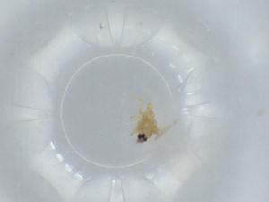  ( - BIOUG64568-D09)  @11 [ ] CreativeCommons - Attribution (2021) Centre for Biodiversity Genomics Centre for Biodiversity Genomics